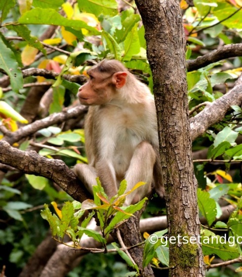 A bonnet macaque