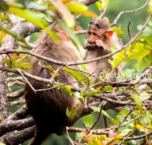 A baby bonnet macaque, Satara