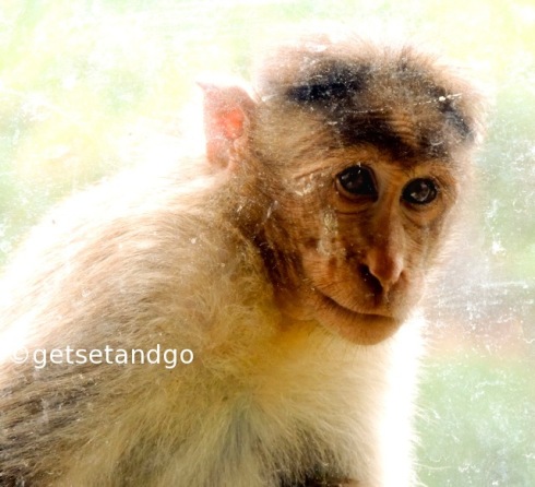 Bonnet Macaque - see his expressions :)