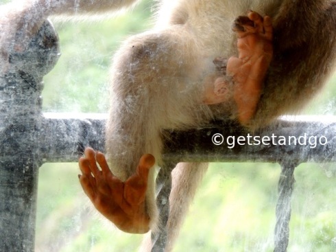 That are his feet, so similar to our hands. Bonnet Macaque