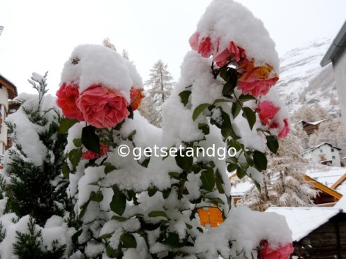 Snow laden roses, Zermatt