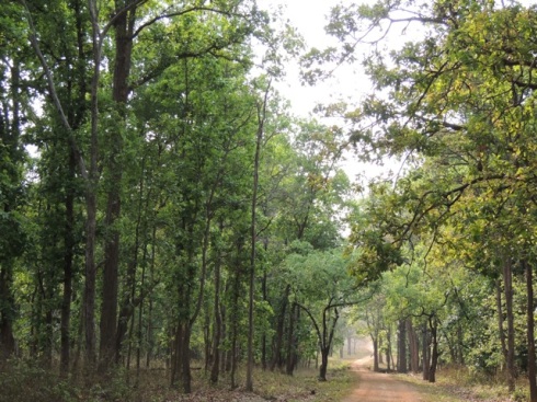 Sal Forests of Kanha National Park