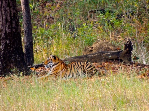 3 year old grown male cub, Kanha National Park