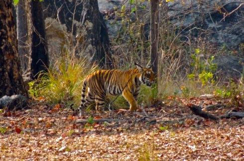 The walk of a 3 year old grown up cub, Kanha National Park