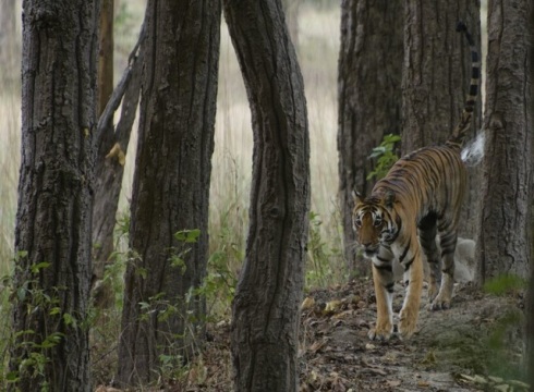 A grown up female tiger, Kanha National Park. Photo courtesy - Amit Panariya 