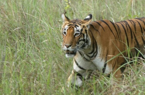 Close up of the female tiger, Kanha National Park. Photo courtesy - Amit Panariya 