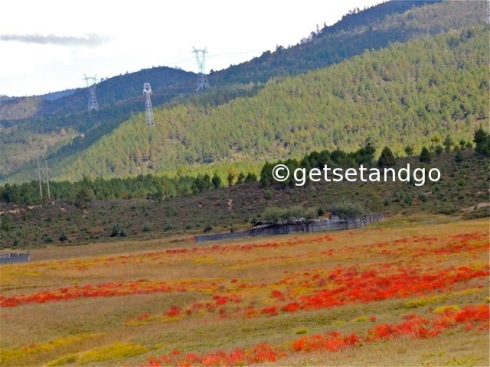 Red Plant / Grass that transforms the entire countryside