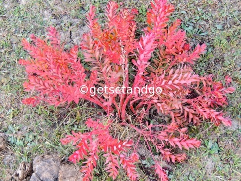 A close-up of the red plant / grass