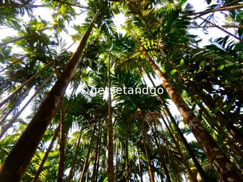 Canopy of Betel nut trees, Konkan, Maharashtra 